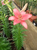 [5061 Manado No01.JPG]